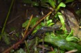 /album/amphibiens/ichtyosaura-alpestris-jpg/